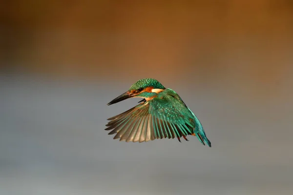 Kingfisher Bird Flying River — Stock Photo, Image