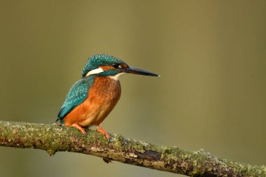 Kingfisher kuşu dalın üzerine tünedi.