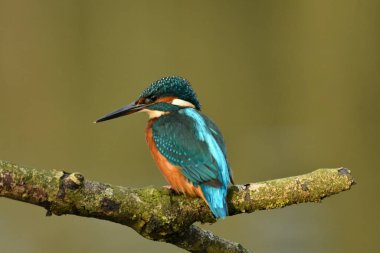 Kingfisher kuşu dalın üzerine tünedi.