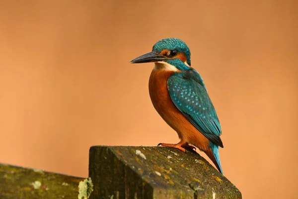 Kingfisher Bird Perched Branch — Stock Photo, Image