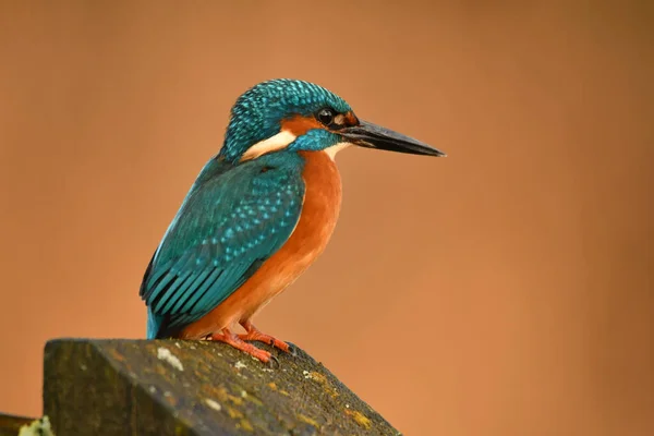 Kingfisher Bird Perched Branch — Stock Photo, Image