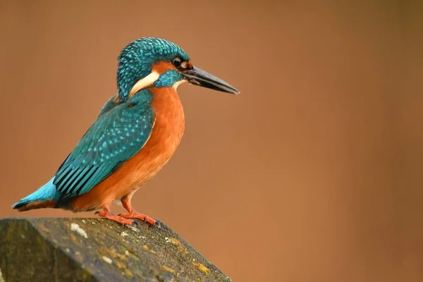 枝にはカワセミの鳥が群がっていた — ストック写真