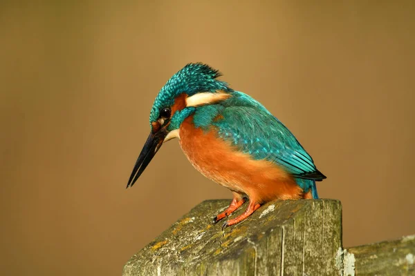 Kingfisher Pássaro Empoleirado Ramo — Fotografia de Stock