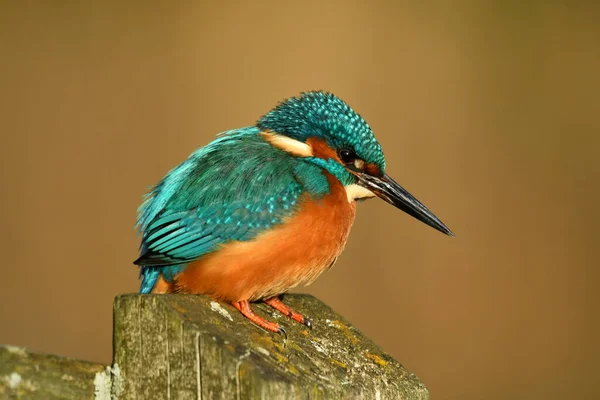 Kingfisher kuşu dalın üzerine tünedi.