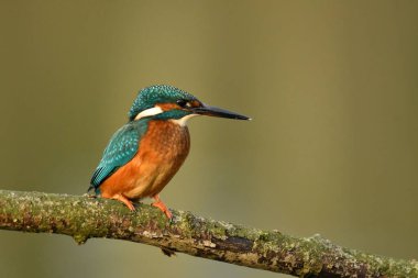 Kingfisher kuşu dalın üzerine tünedi.