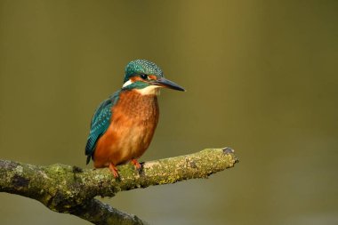 Kingfisher kuşu dalın üzerine tünedi.