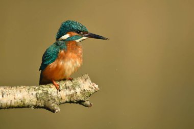 Kingfisher kuşu dalın üzerine tünedi.