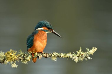 Kingfisher kuşu dalın üzerine tünedi.