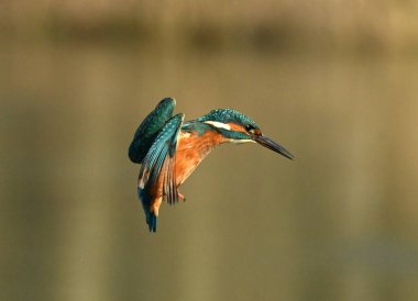 Kingfisher kuş avlıyor ve nehrin üzerinde uçuyor.