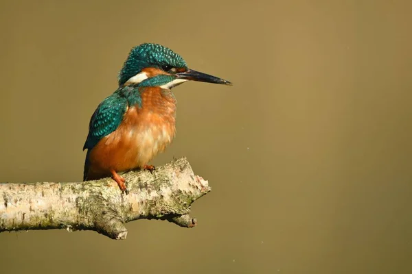 Kingfisher kuşu dalın üzerine tünedi.