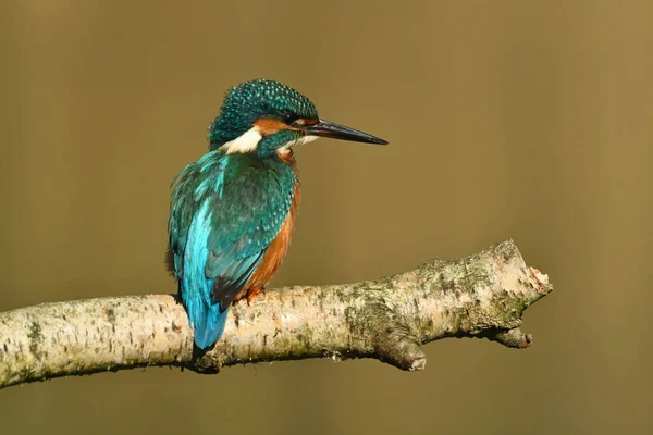 Kingfisher kuşu dalın üzerine tünedi.