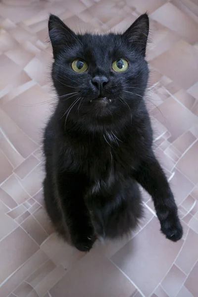 Μαύρη Γάτα Περιμένει Ένα Κέρασμα Από Τον Ιδιοκτήτη — Φωτογραφία Αρχείου