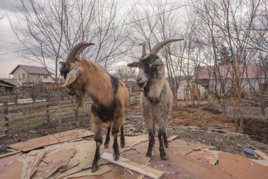two goats stand in the village in the yard of a house on a mountain of garbage.