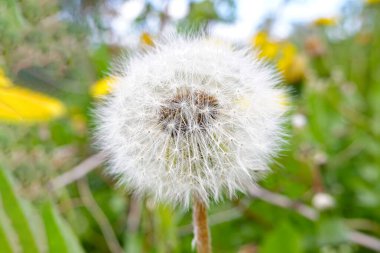 .a white dandelion stands among the green grass.