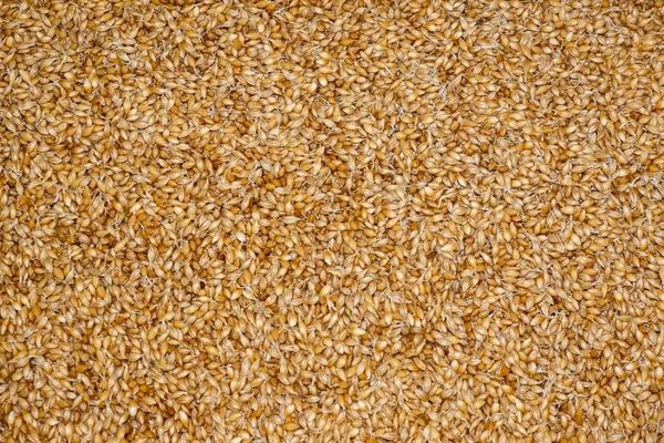 用于酿造麦芽的发芽大麦 酿造啤酒的原料 — 图库照片