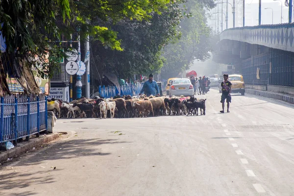 kolkata west bengal india on december 27th 2020: On the streets of Kolkata, herdsmen are traveling with their goats and sheep to their dormitory.
