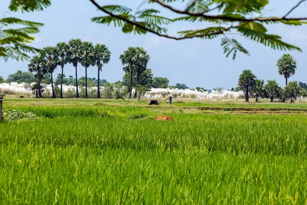 white kash plant or kans grass bloomed and swinging in breeze among green fields with red and blue clouds in sky image taken at rural west bengal india.