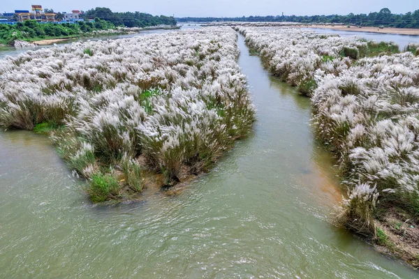white kash plant or kans grass bloomed and swinging in breeze among green fields with red and blue clouds in sky image taken at rural west bengal india.