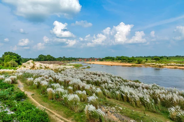 white kash plant or kans grass bloomed and swinging in breeze among green fields with red and blue clouds in sky image taken at rural west bengal india.