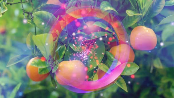 Mandarines Stream Luminous Particles Cycle Stream Luminous Particles Световые Эффекты — стоковое видео