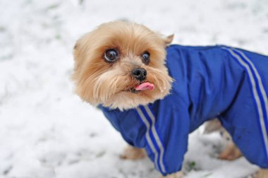 Mavi ceketli Yorkshire Teriyeri kışın yürüyor