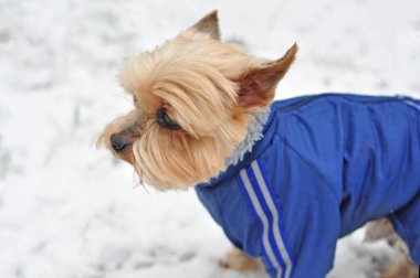 Mavi ceketli Yorkshire Teriyeri kışın yürüyor