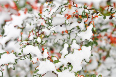 Kışın başlangıcında ilk kar yeşil ağaçta.