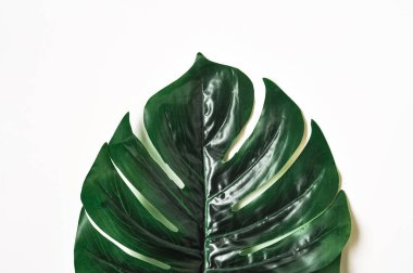 Monstera leave Seamless tropical and summer element on white background