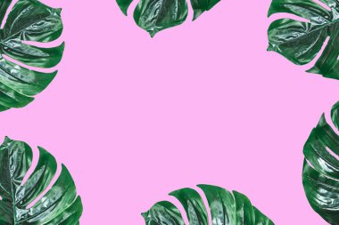 Monstera leaves Seamless tropical and summer pattern with exotic leaves