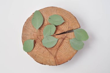 copy space for inscription on natural eco wooden background with green branch