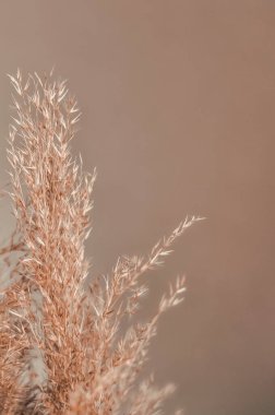 Kahverengi çiçekli duvar kağıdı ve doku arkaplanı 