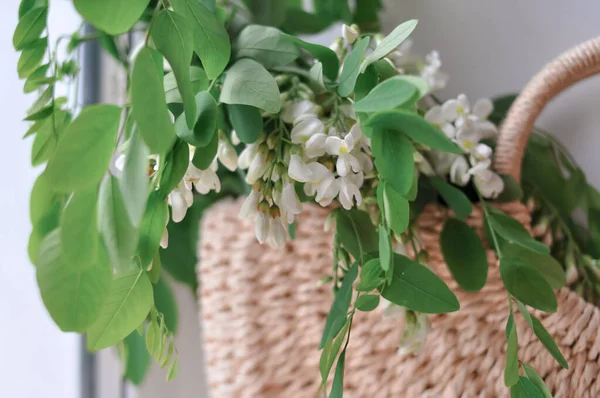 Primer plano de flores de acacia en bolsa de paja en primavera —  Fotos de Stock