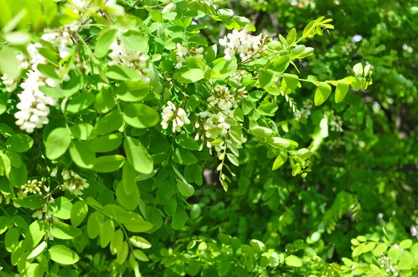 Albero di acacia in fiore a maggio in primavera — Foto Stock
