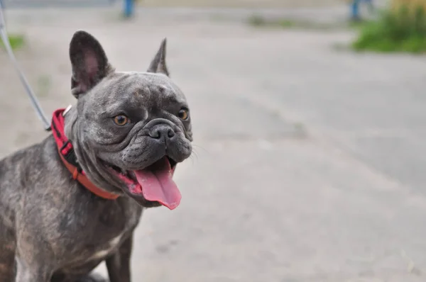 Retrato de bulldog inglés lindo negro en el patio de recreo —  Fotos de Stock