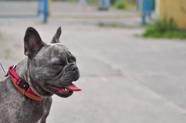 Retrato de bulldog inglés lindo negro en el patio de recreo —  Fotos de Stock