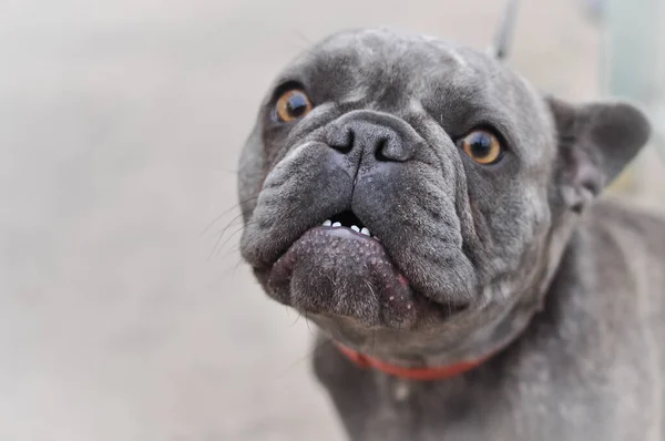 Retrato de bulldog inglés lindo negro en el patio de recreo —  Fotos de Stock