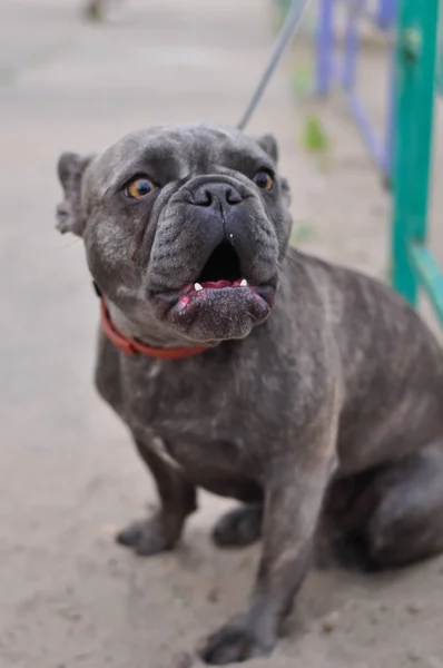 Retrato de bulldog inglés lindo negro en el patio de recreo —  Fotos de Stock