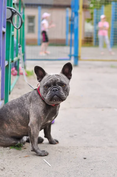 Retrato de bulldog inglés lindo negro en el patio de recreo —  Fotos de Stock