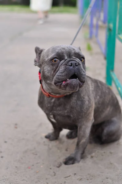 Retrato de bulldog inglés lindo negro en el patio de recreo —  Fotos de Stock