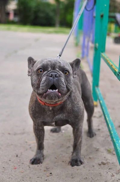 Retrato de bulldog inglés lindo negro en el patio de recreo —  Fotos de Stock