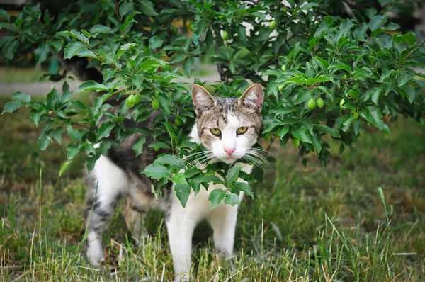 Kucing gelandangan berjalan di halaman dan terlihat cemberut. pohon kamuflase — Stok Foto