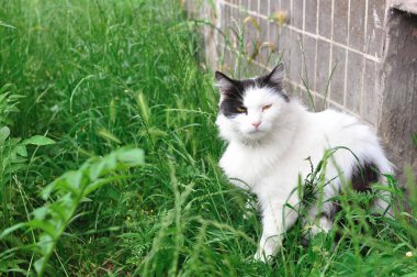 Yeşillikte saklanan tüylü kedinin portresi 