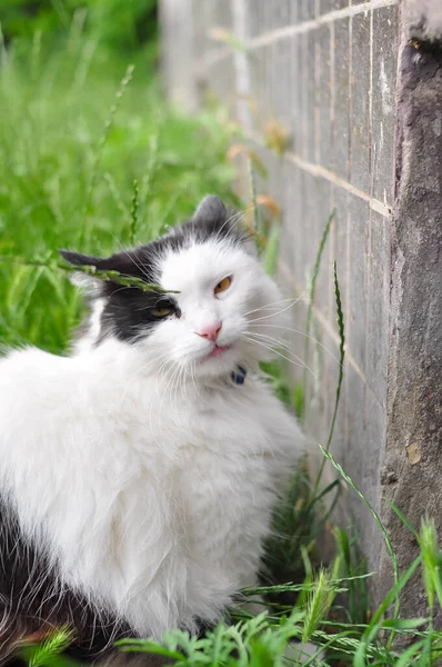 Portretul pisicii pufoase care se ascunde în verdeață — Fotografie, imagine de stoc