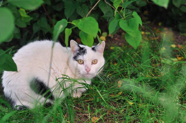 Porträt einer flauschigen Katze, die sich im Grünen versteckt — Stockfoto