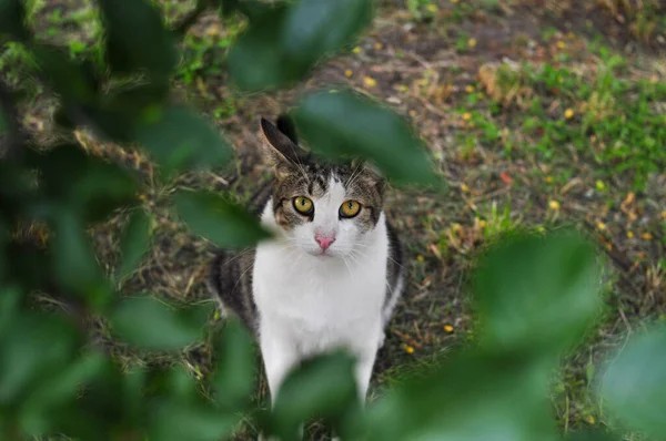 Porträt einer flauschigen Katze, die sich im Grünen versteckt — Stockfoto