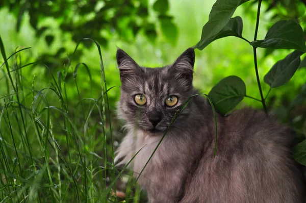 Porträtt av fluffig katt gömmer sig i grönska — Stockfoto