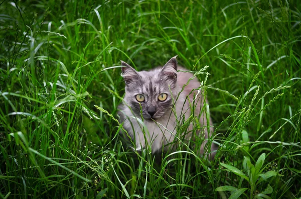 Portrait of fluffy cat hiding in the greenery — Stock Photo, Image