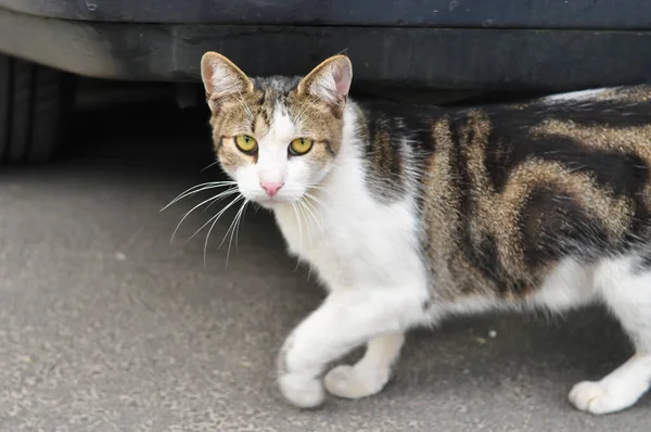 夏に庭を歩くホームレスの猫 — ストック写真