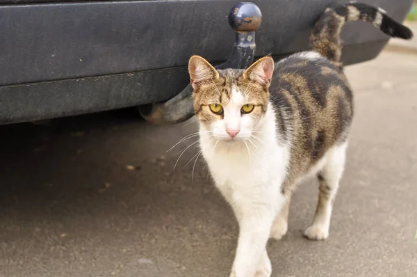 Hemlös katt går i trädgården på sommaren — Stockfoto