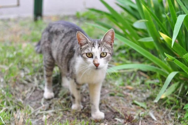 Evsiz kedi yazın bahçede yürüyor. — Stok fotoğraf
